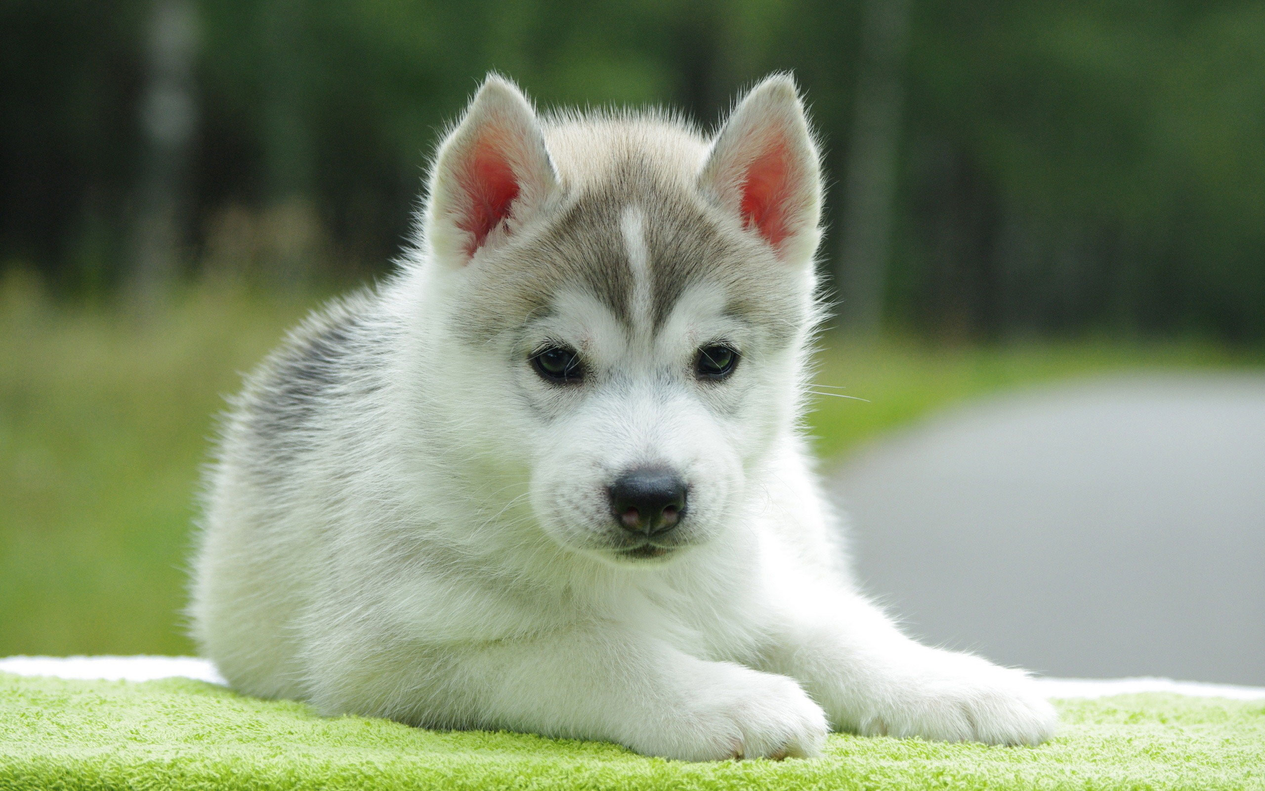 Cute Husky Puppy - Wallpaper, High Definition, High Quality, Widescreen