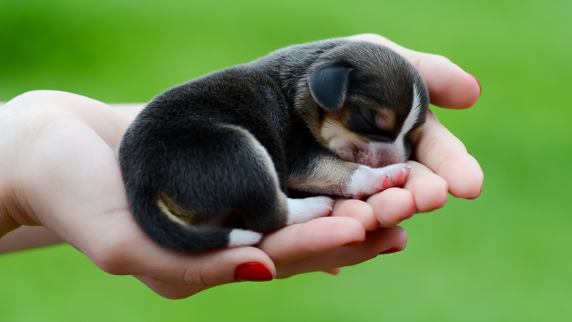 cute-puppy-wallpaper-high-definition-high-quality-widescreen