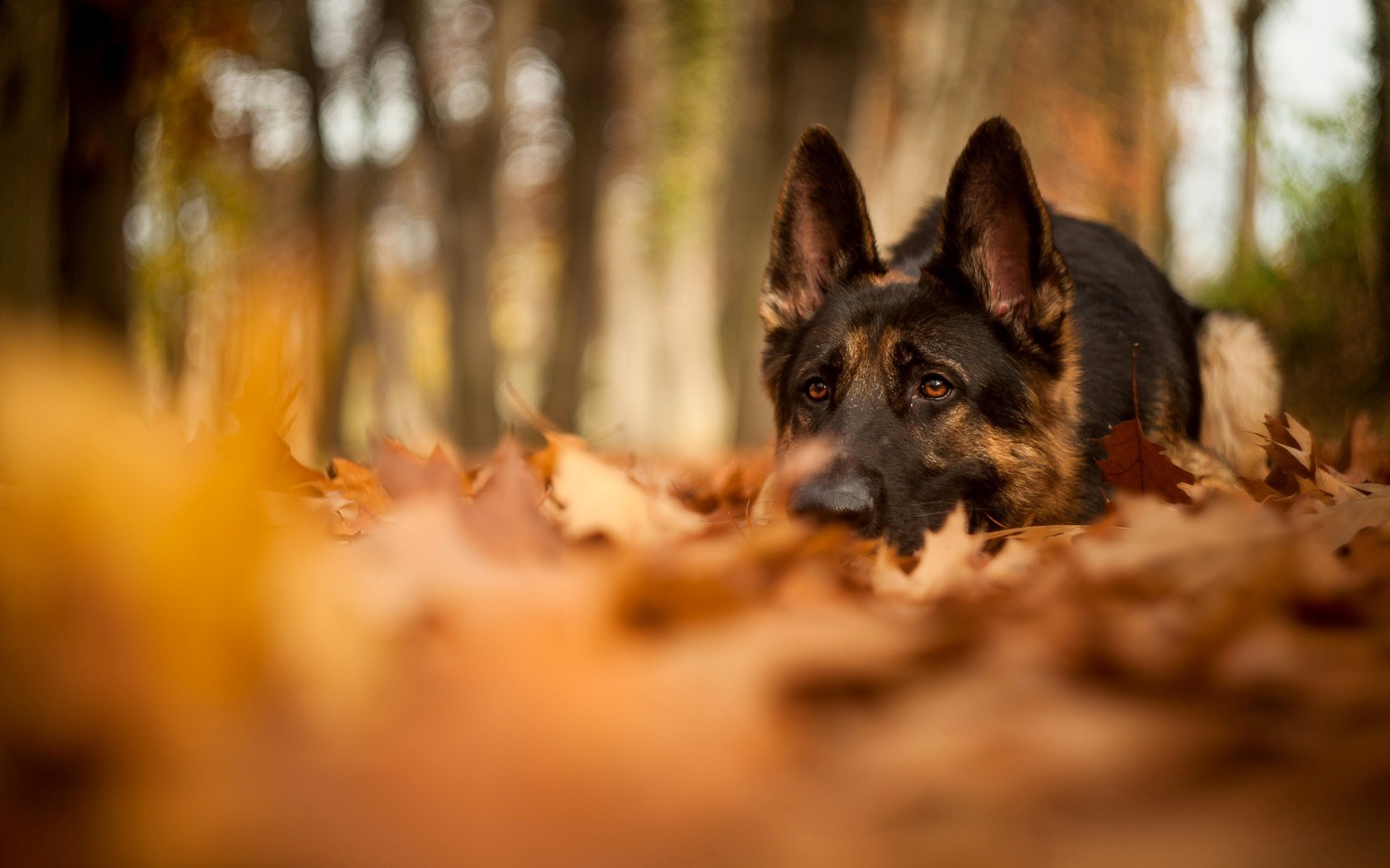Dogs Autumn Wallpaper - Wallpaper, High Definition, High Quality