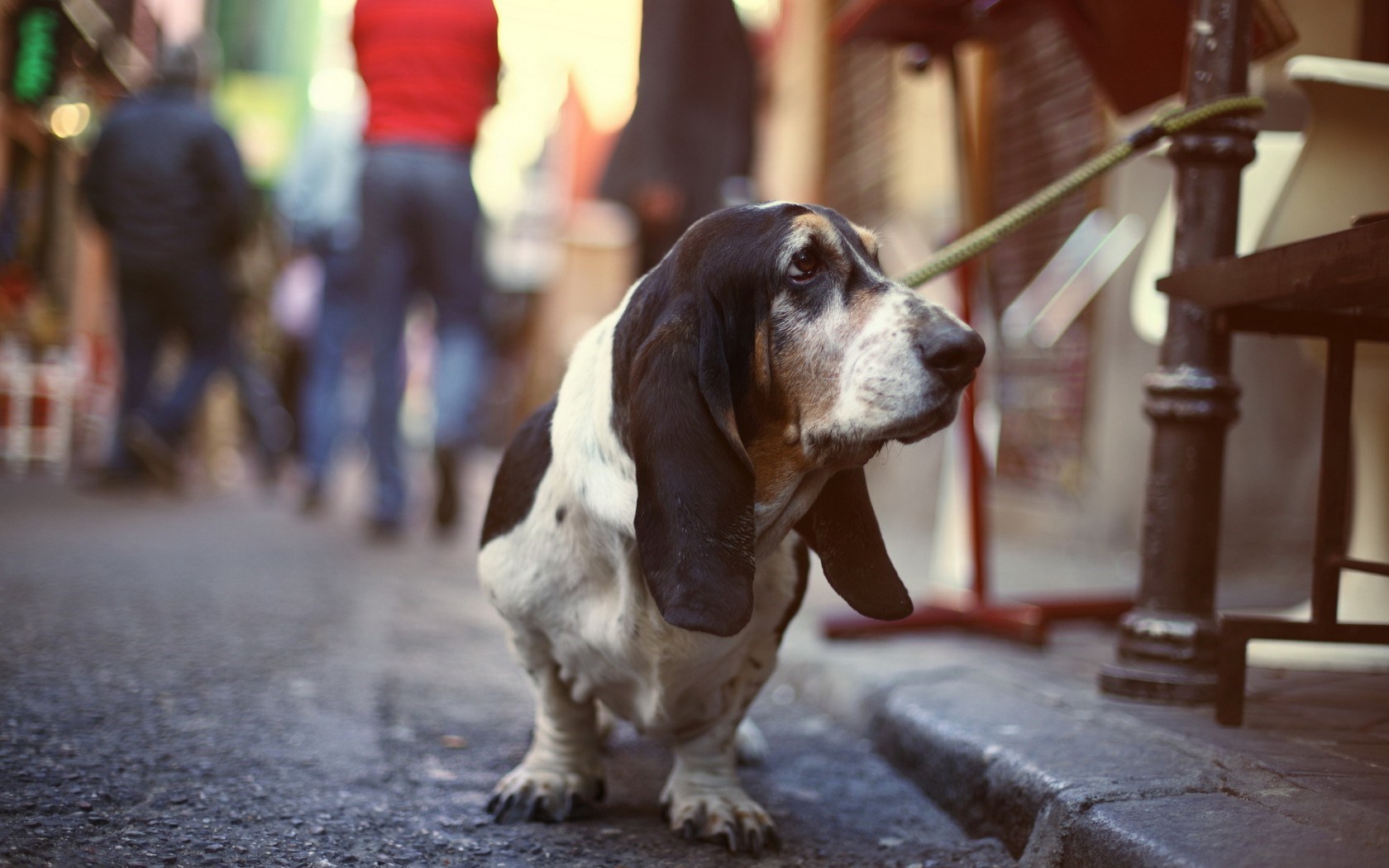 Dogs Street Wallpaper High Definition High Quality Widescreen