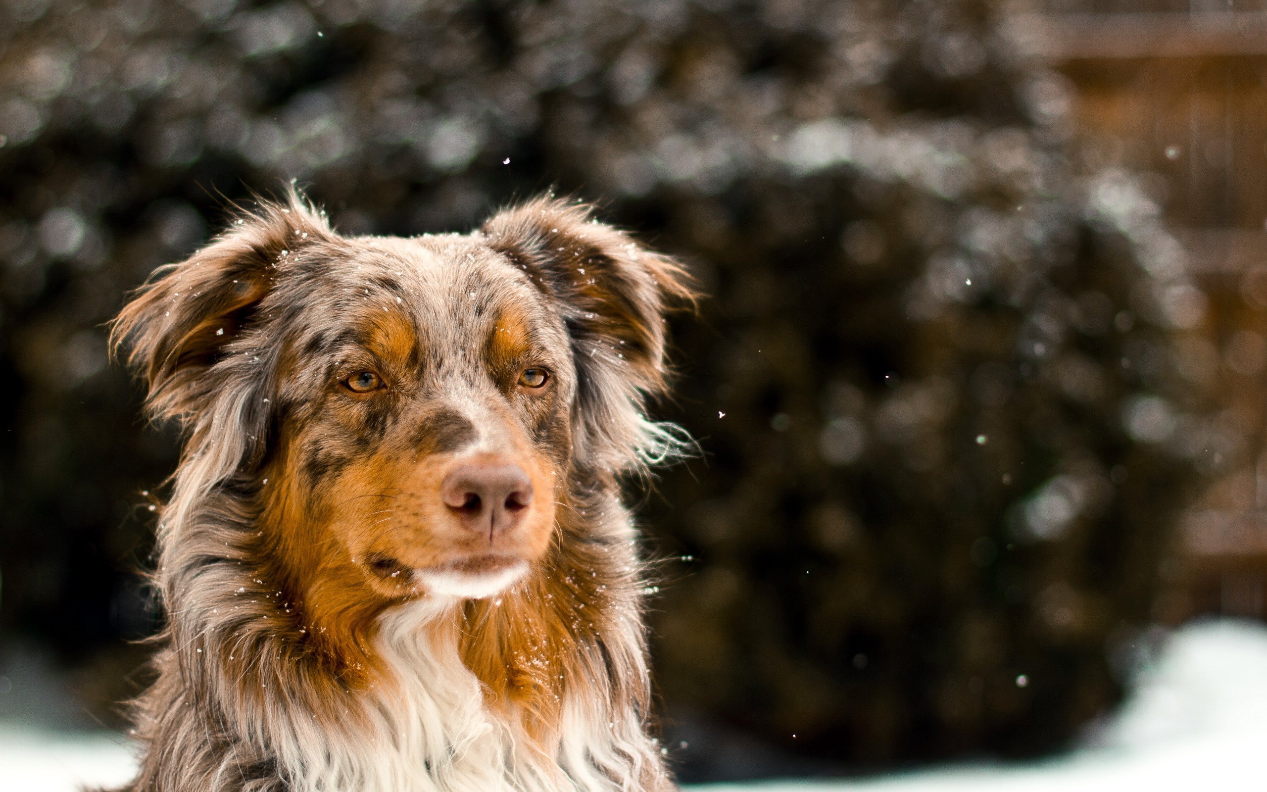 Dogs Winter Wallpaper - Wallpaper, High Definition, High Quality