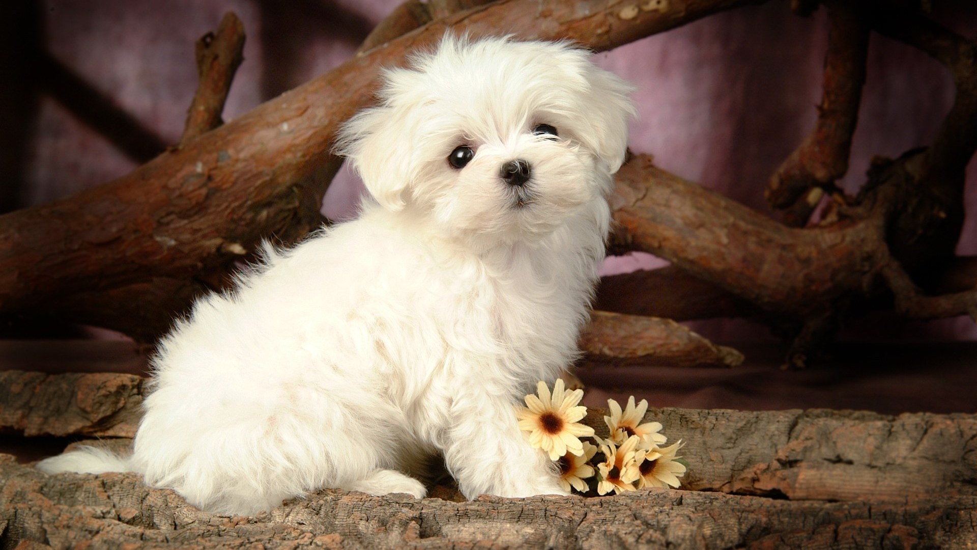Fluffy Puppy Wallpaper High Definition High Quality Widescreen