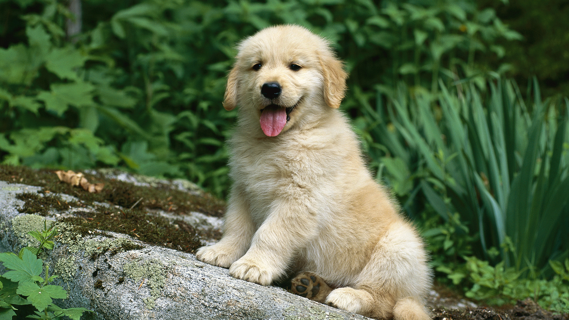 Golden Retriever Puppies Backgrounds Wallpaper High Definition High 