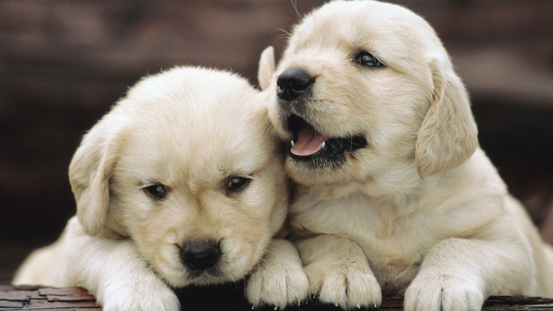 Golden Retriever Puppies Wallpaper - Wallpaper, High Definition, High