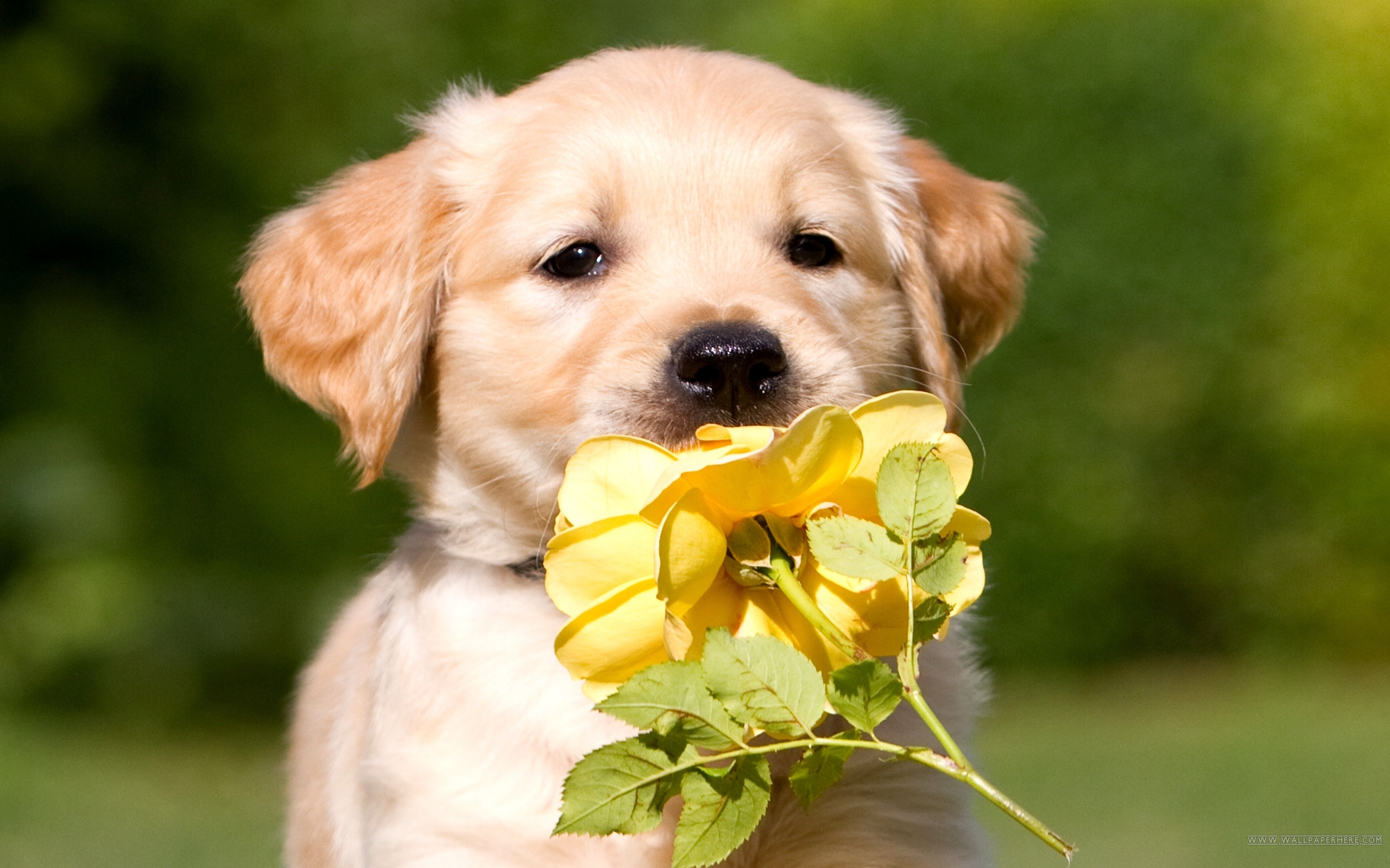 Golden Retriever Puppy - Wallpaper, High Definition, High Quality
