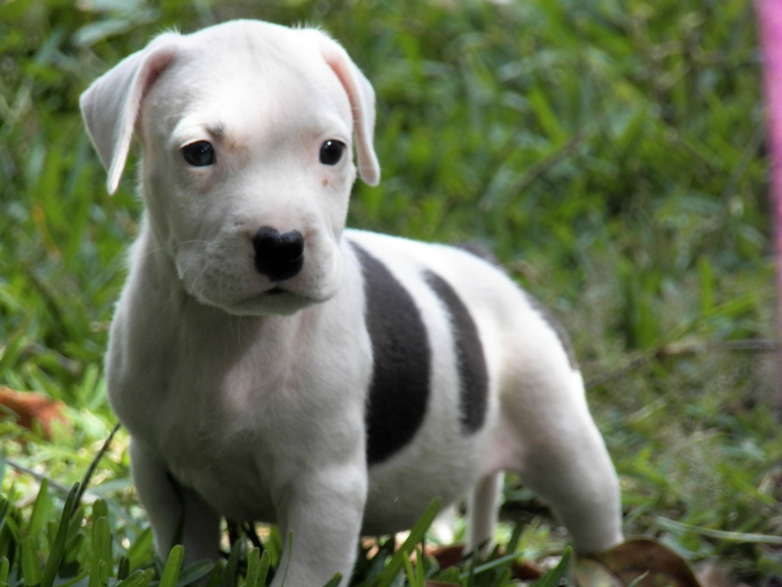 Pitbull Puppy Wallpaper