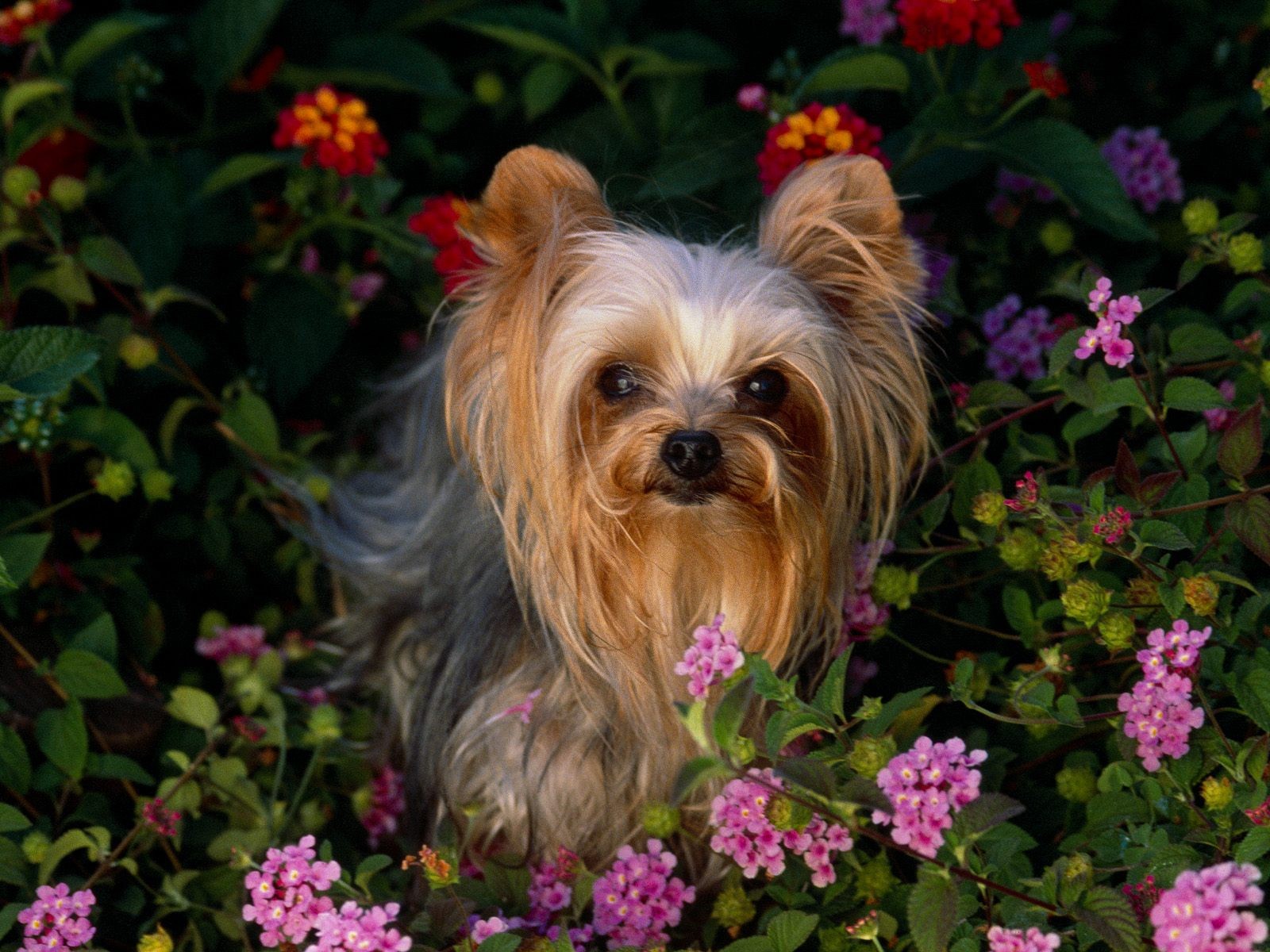 Yorkie Puppies Background - Wallpaper, High Definition, High Quality