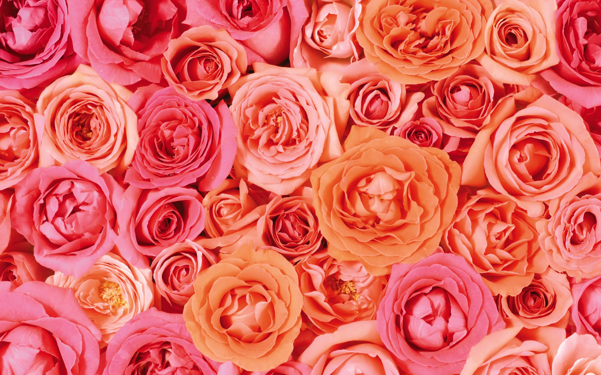 Valentines Day Roses Wallpaper Wallpaper High Definition High Quality Widescreen