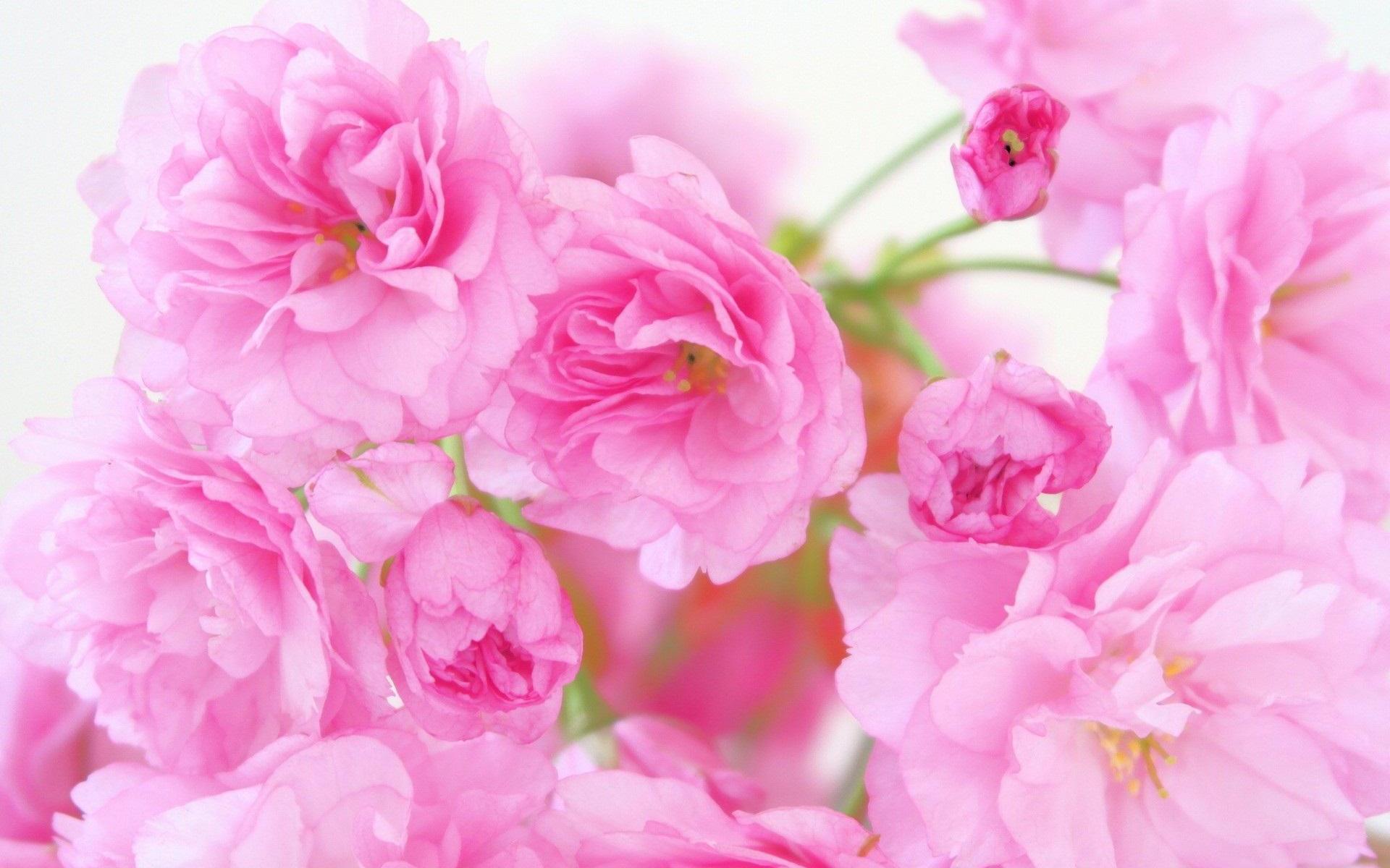 Best Pink Roses - Wallpaper, High Definition, High Quality ...