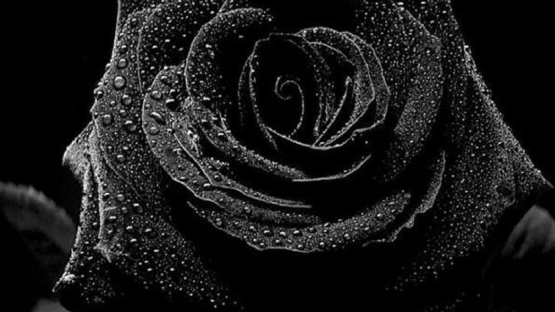 Black Rose Tumblr Background