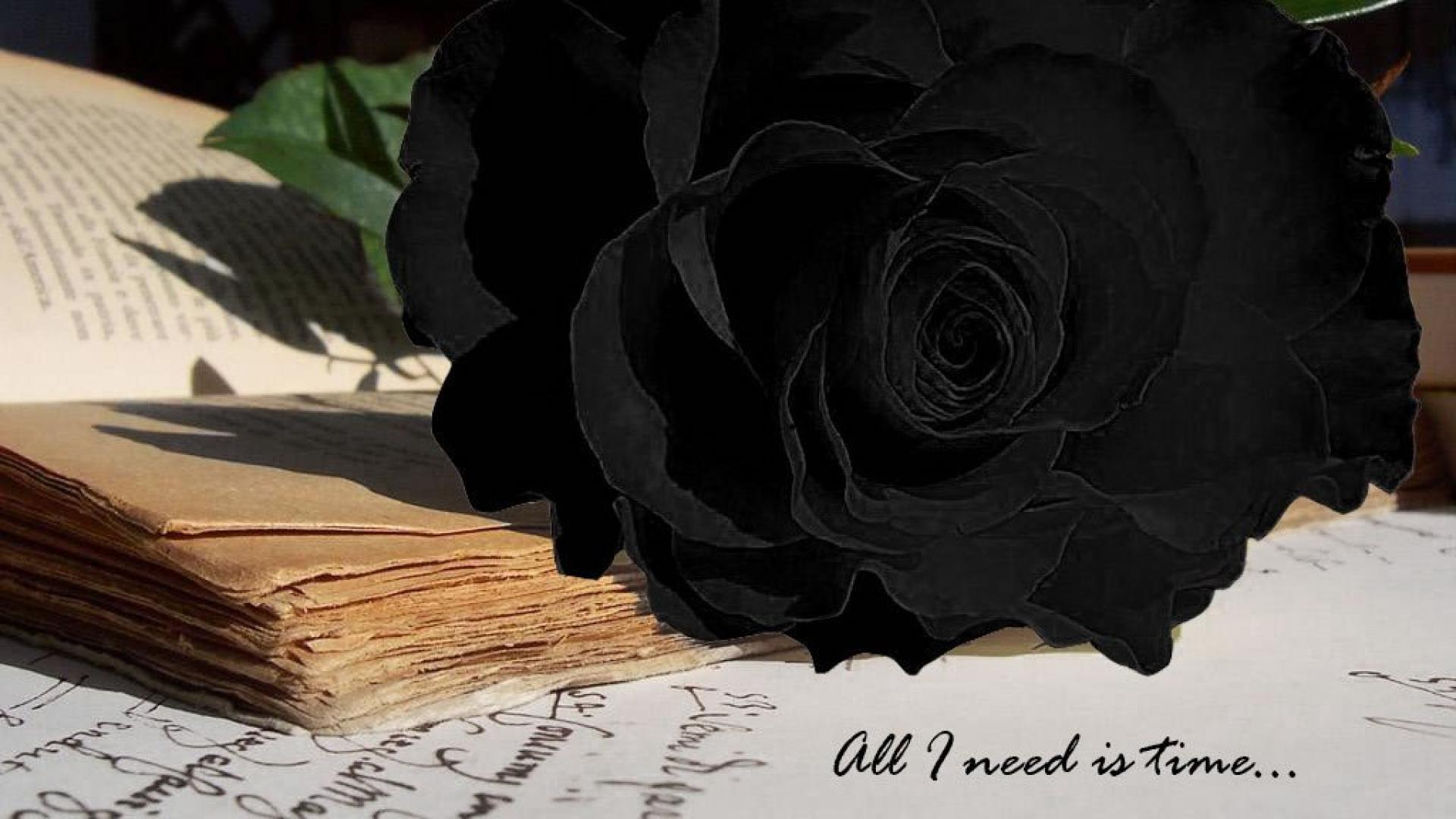 Black Roses - Wallpaper, High Definition, High Quality, Widescreen