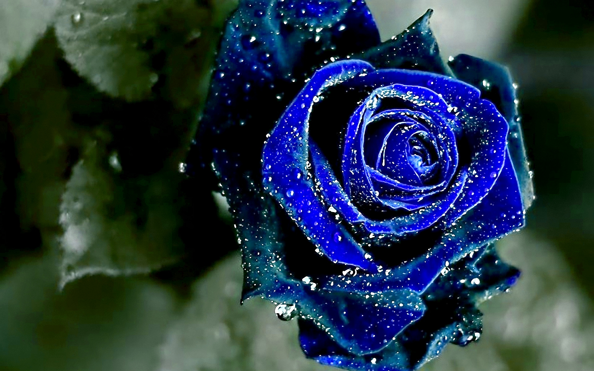 Black And White Blue Rose