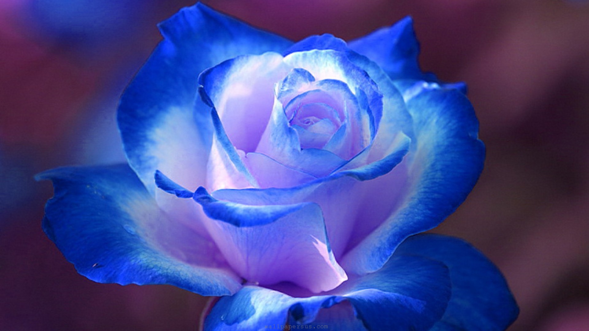 Blue Rose Wallpapers - Wallpaper, High Definition, High Quality, Widescreen