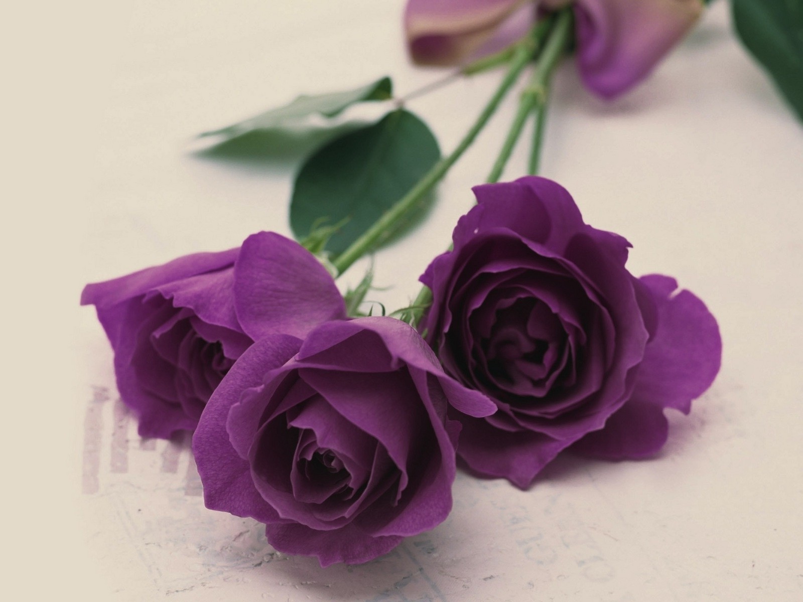 Lavender Roses - Wallpaper, High Definition, High Quality, Widescreen