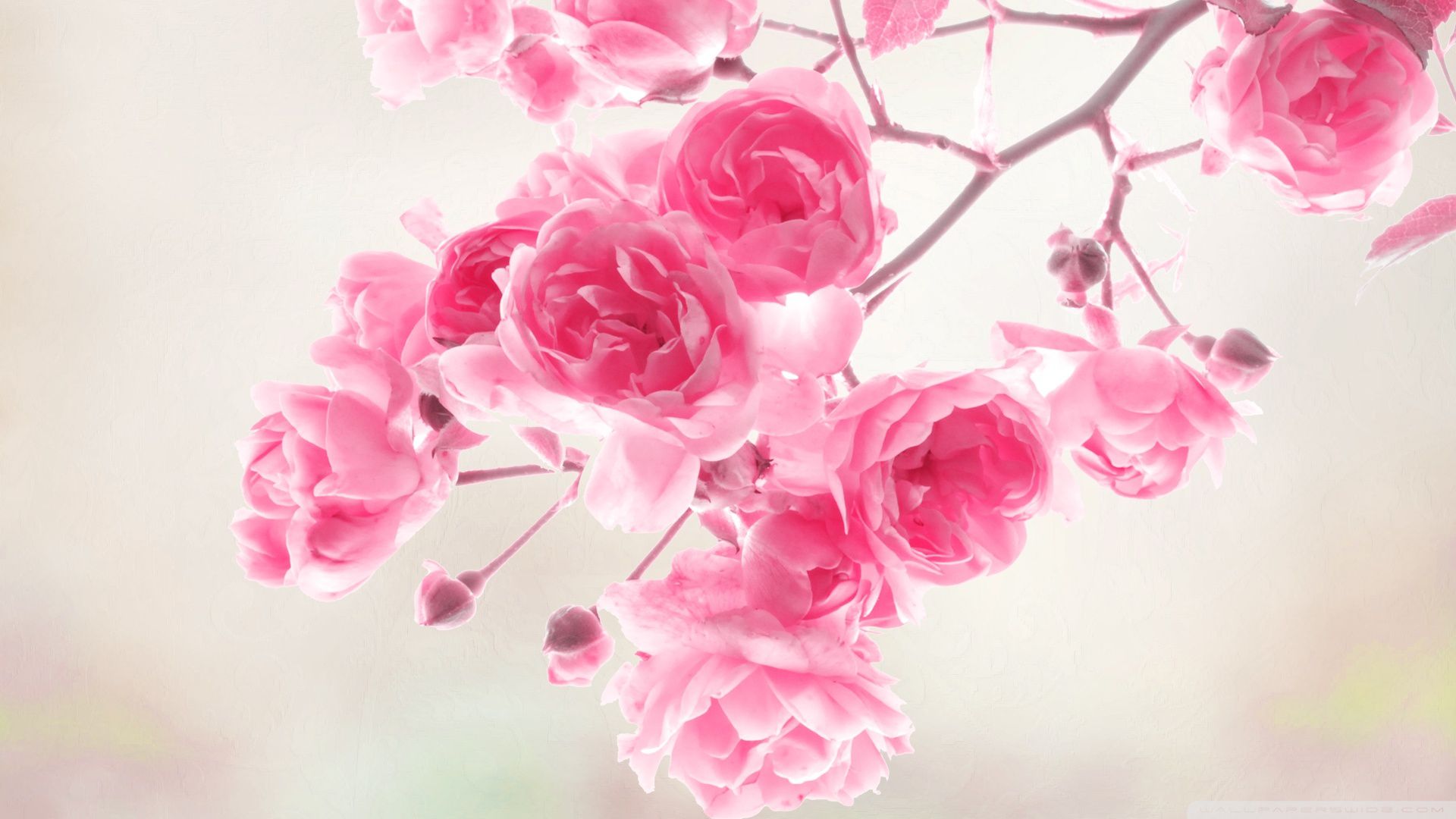 Pink Roses Desktop Wallpaper - Wallpaper, High Definition, High Quality