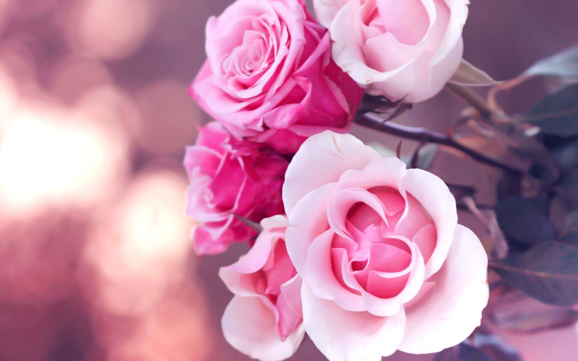 Pink Roses Picture - Wallpaper, High Definition, High Quality, Widescreen