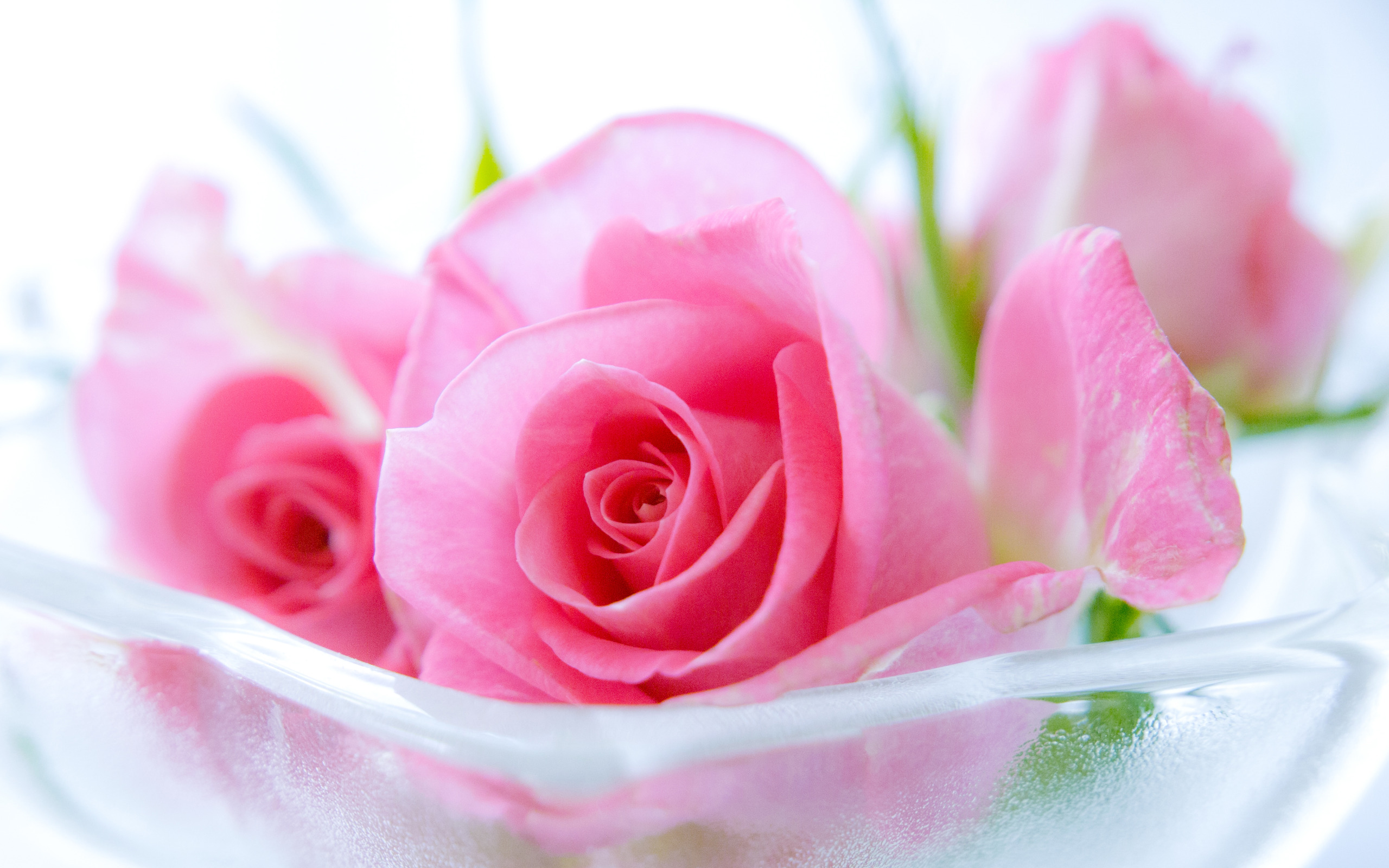 Pink Roses Widescreen - Wallpaper, High Definition, High ...