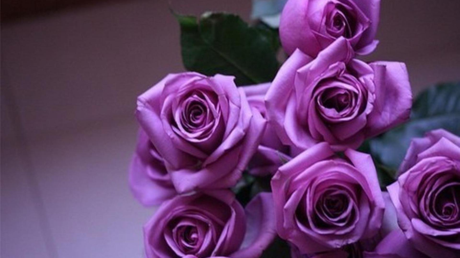 purple-roses-wallpaper-high-definition-high-quality-widescreen