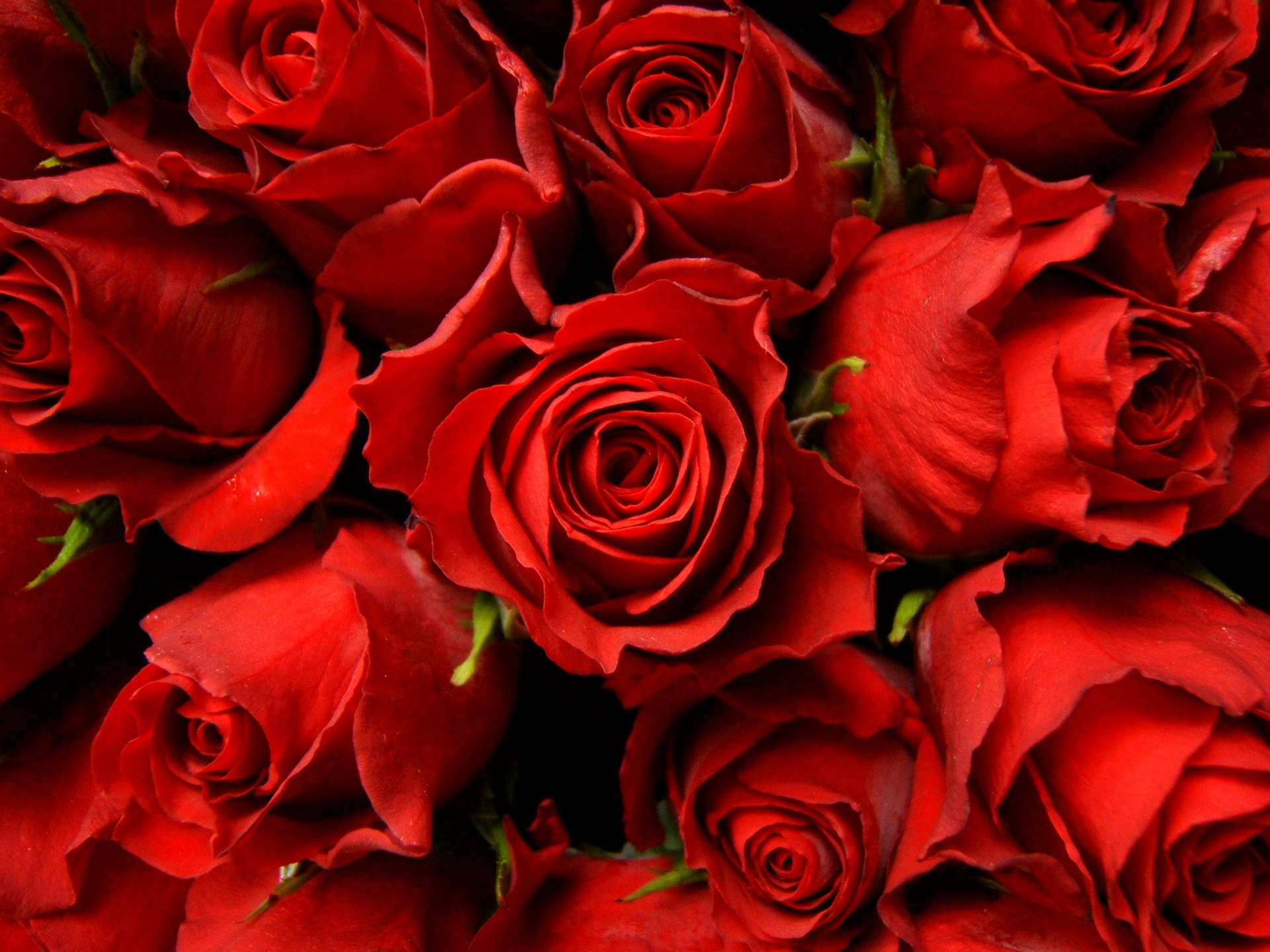 Red Roses Picture - Wallpaper, High Definition, High Quality, Widescreen