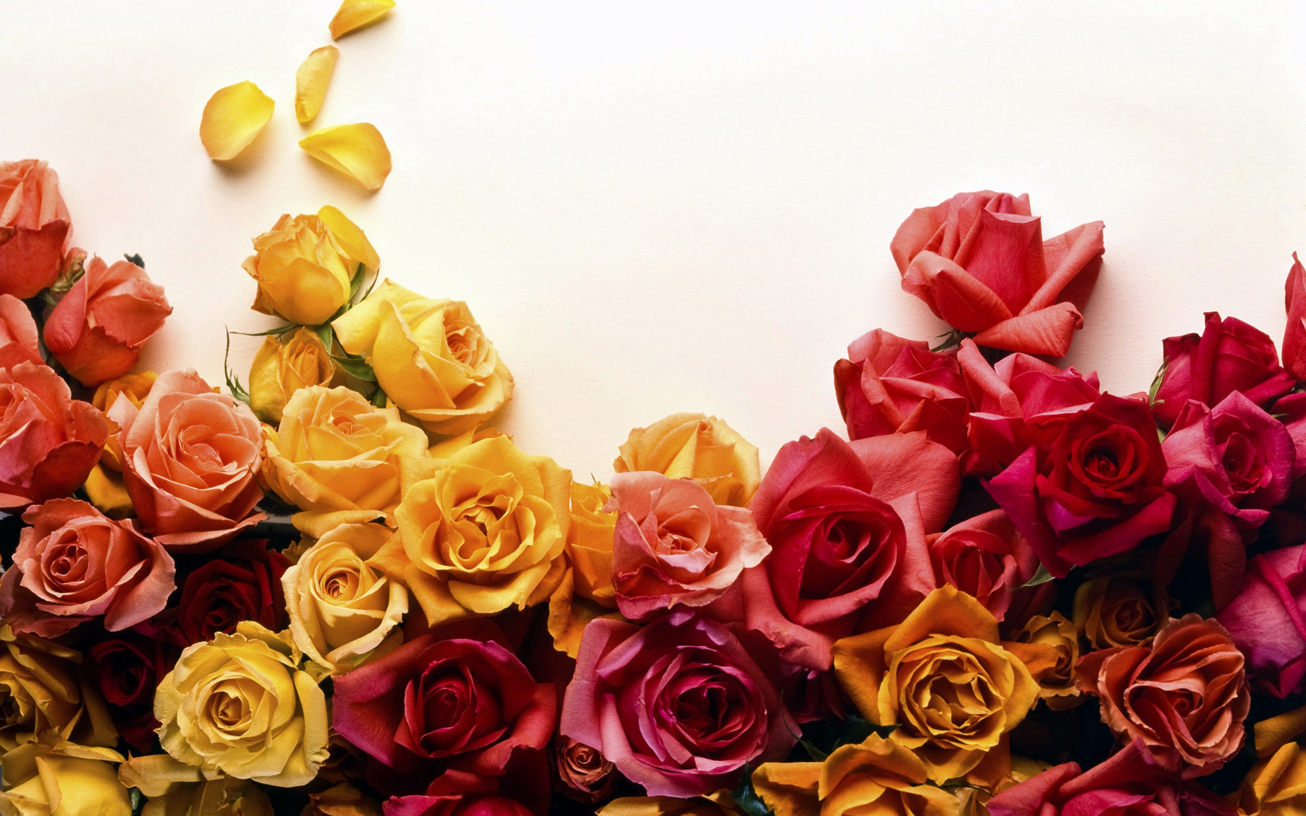 Roses Backgrounds - Wallpaper, High Definition, High Quality, Widescreen