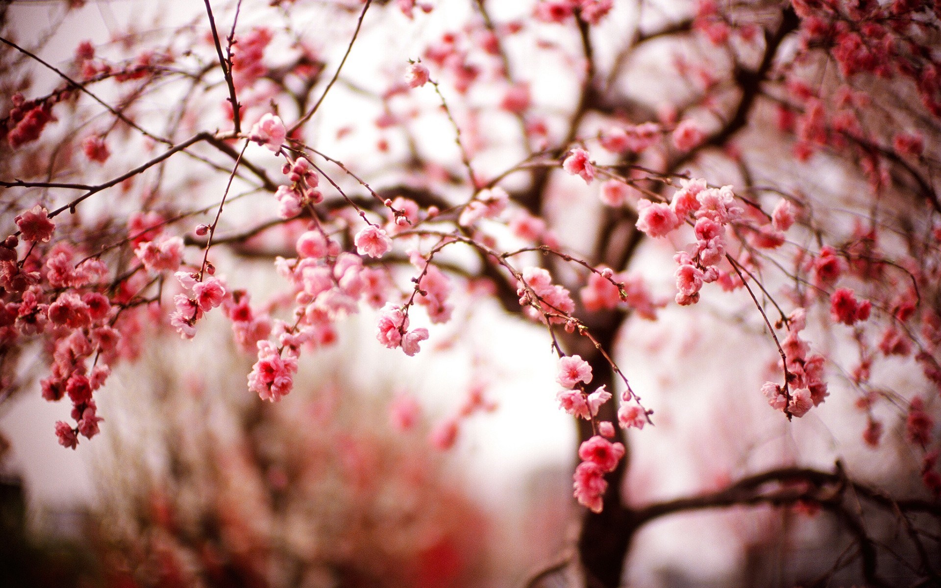 Beautiful Spring Cherry Blossom - Wallpaper, High Definition, High