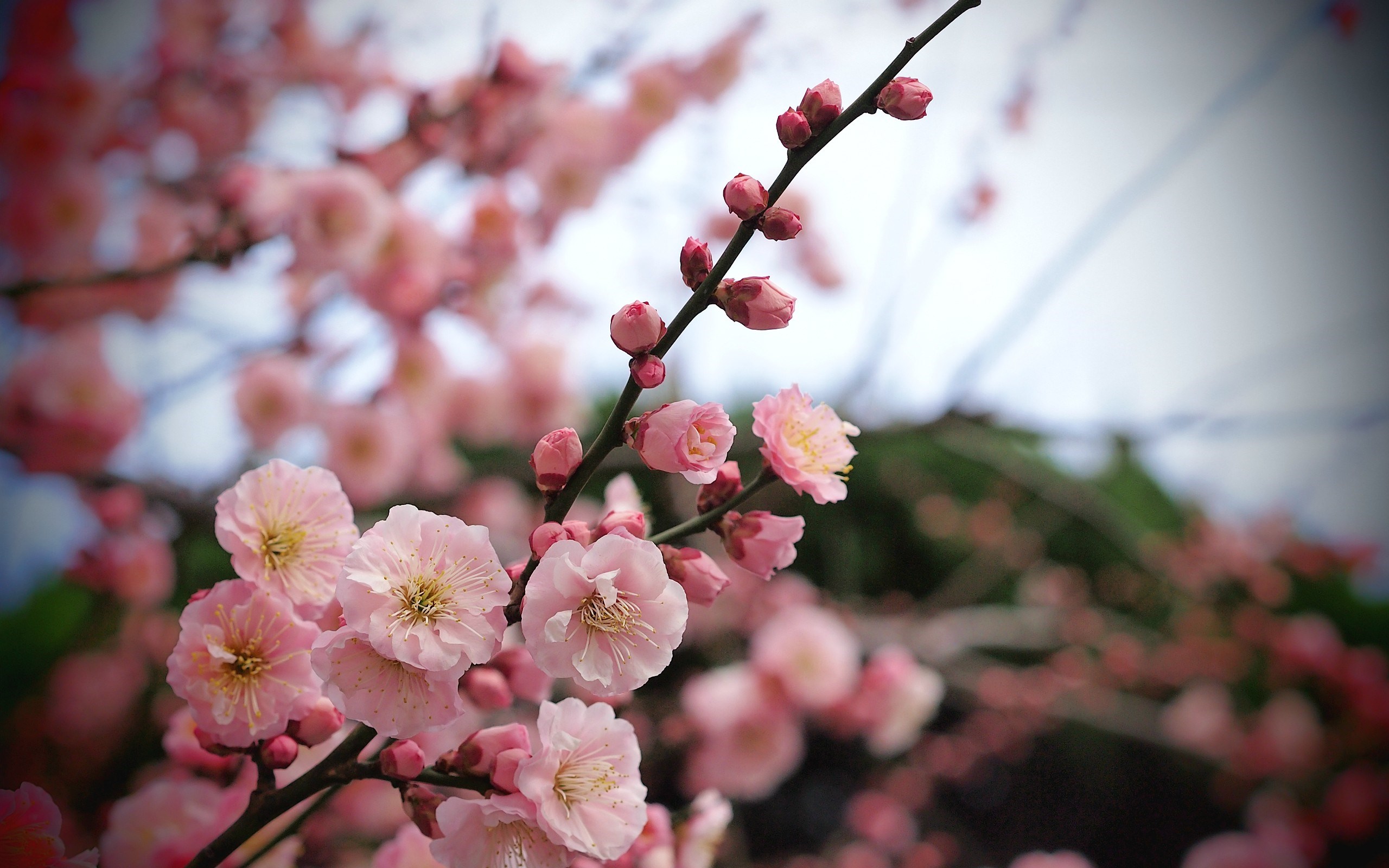 Spring Blossom - Wallpaper, High Definition, High Quality, Widescreen