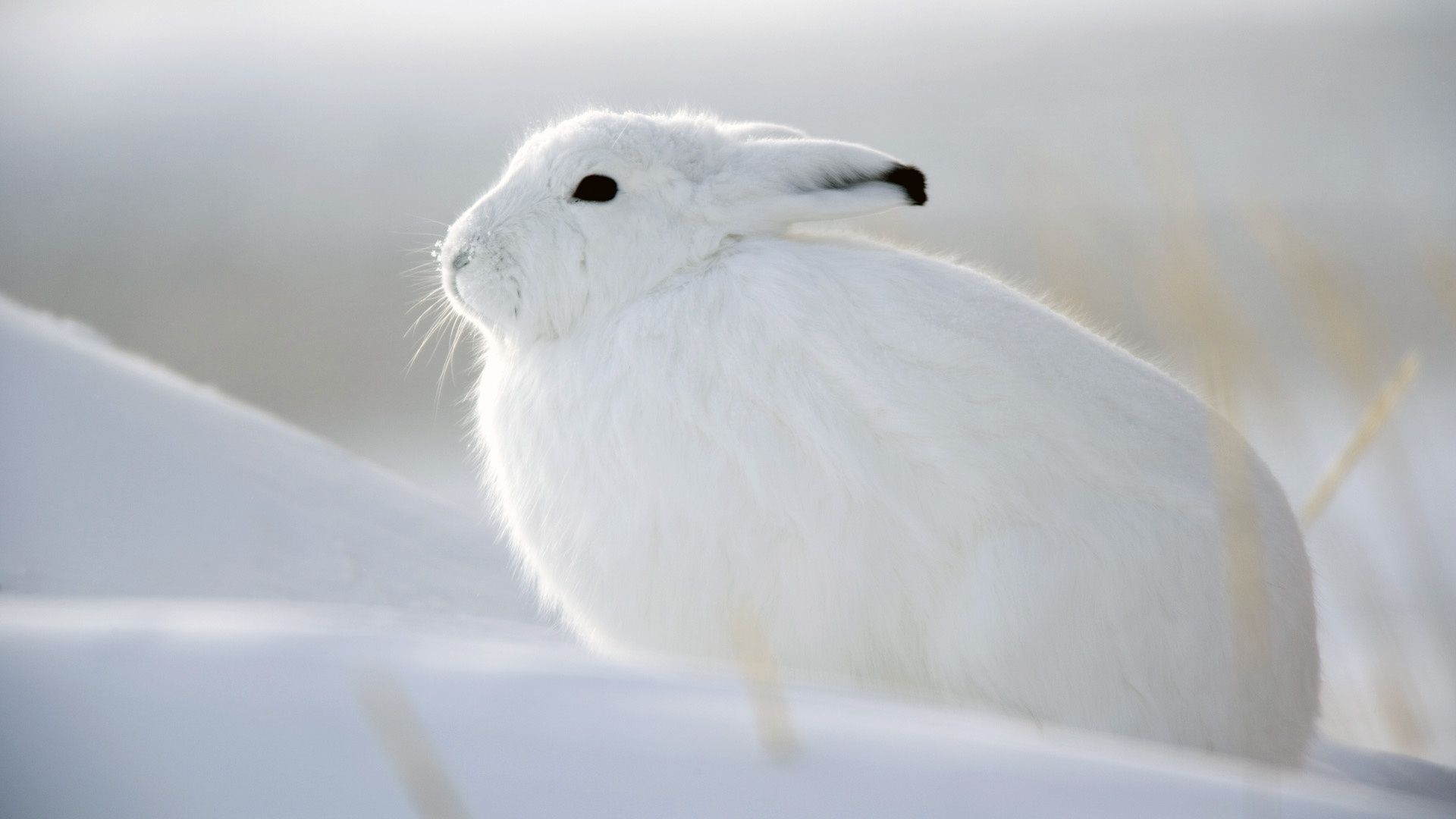 Snow Bunny. 