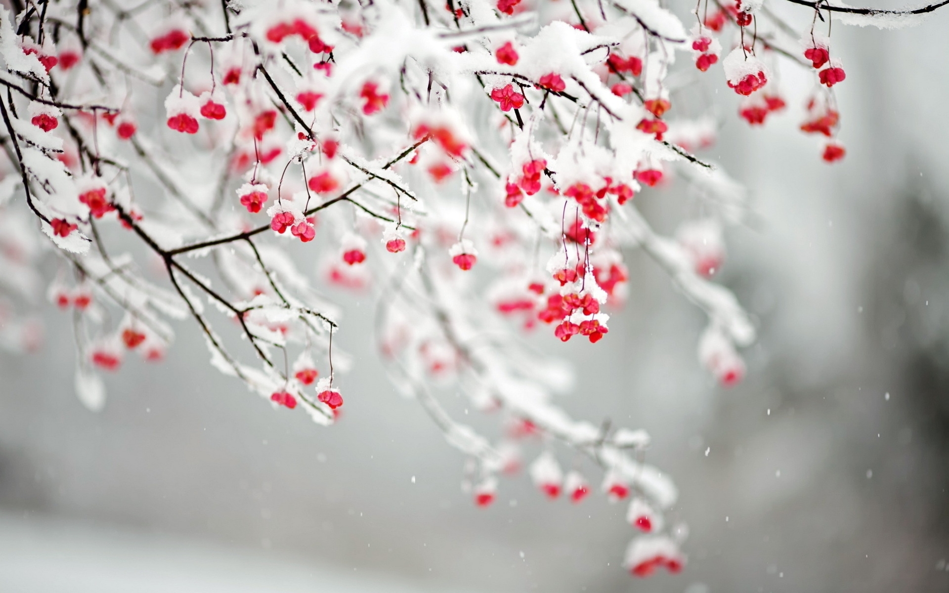 Winter Flowers Wallpaper High Definition High Quality Widescreen