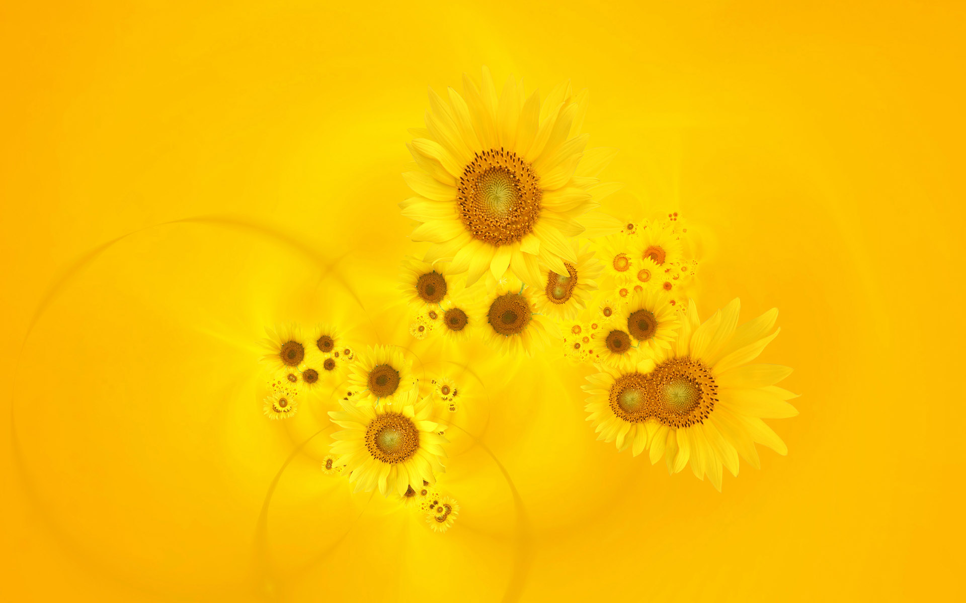 Yellow Flowers Background - Wallpaper, High Definition, High Quality