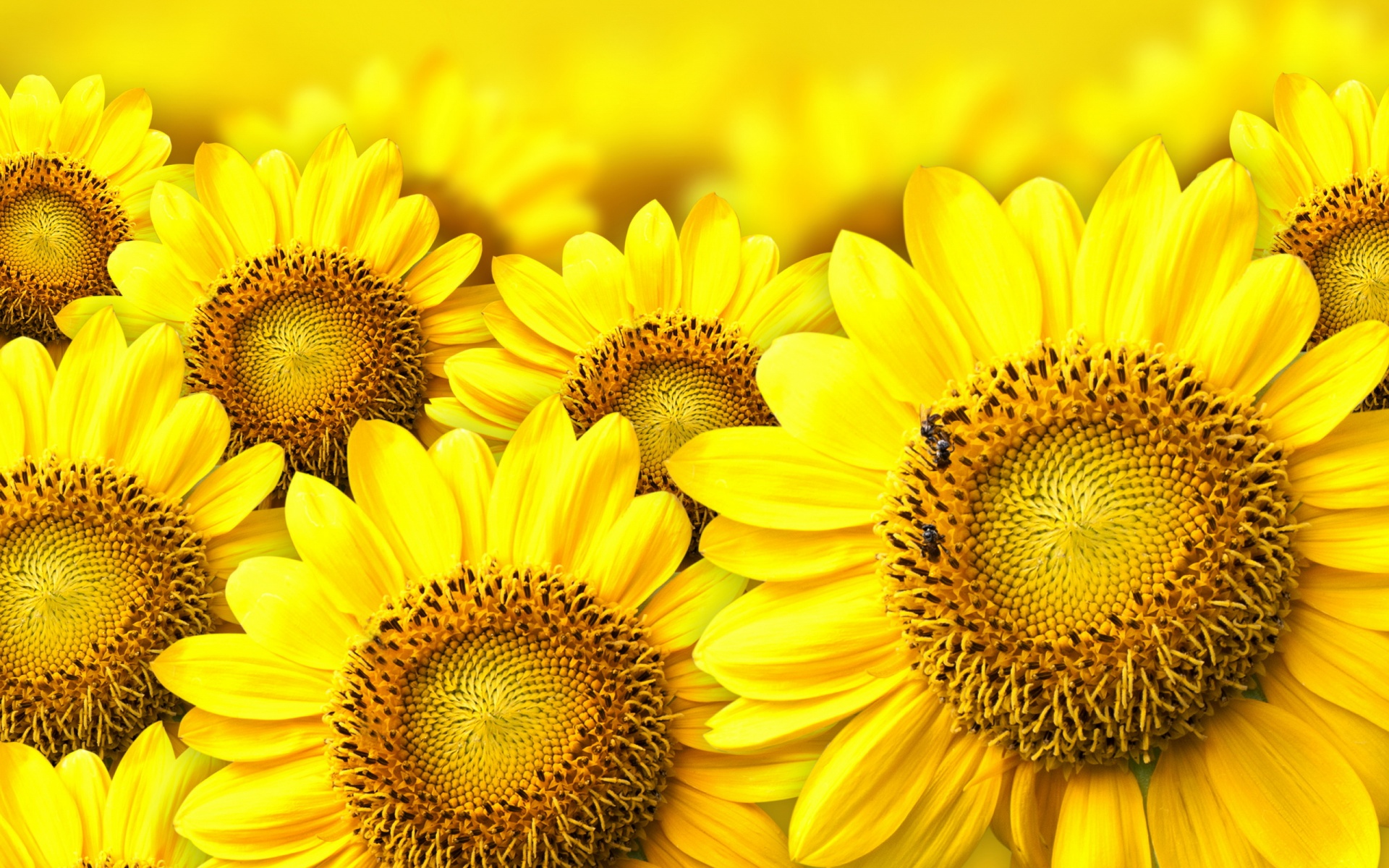 Yellow Flowers Wallpaper, High Definition, High Quality, Widescreen