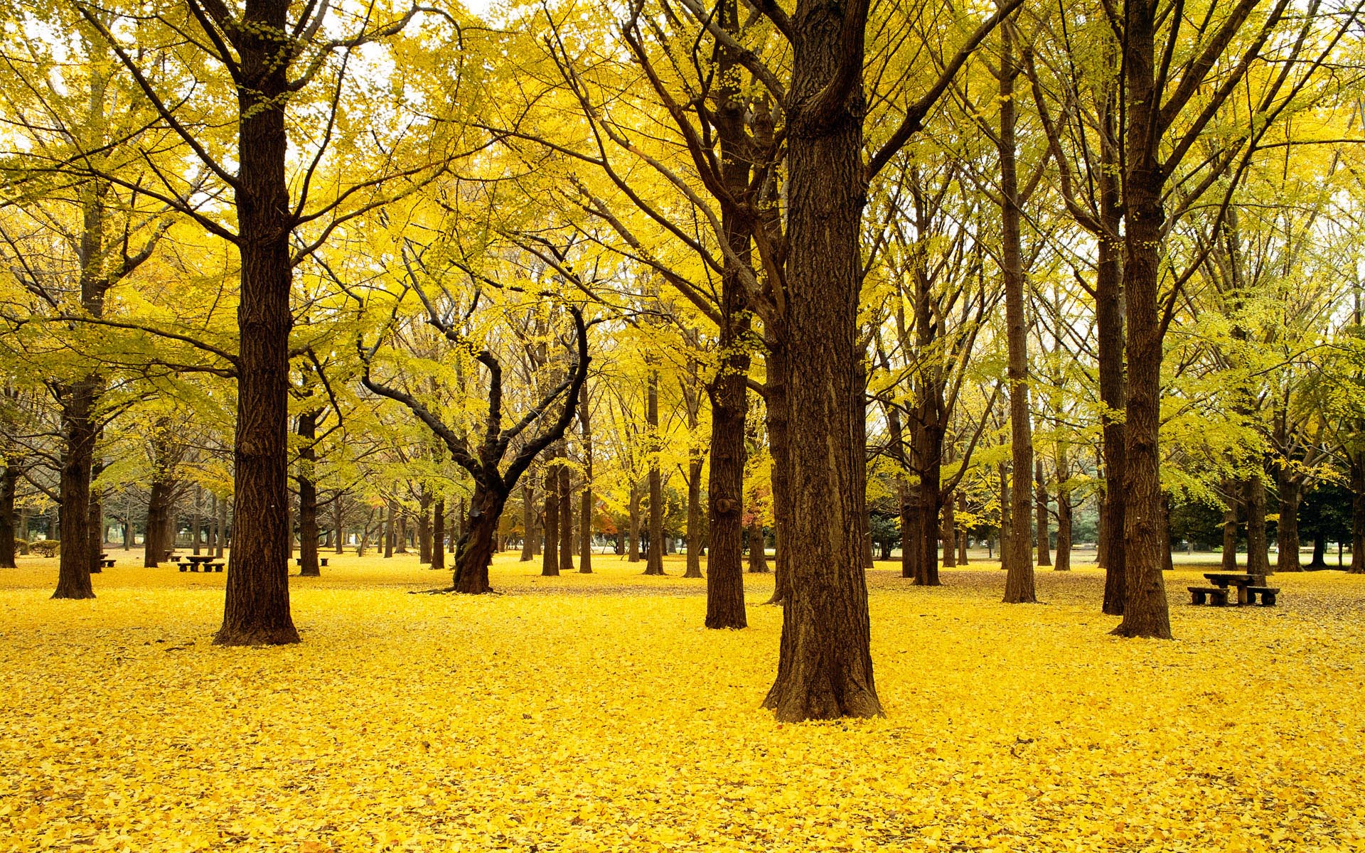 Ginkgo Trees - Wallpaper, High Definition, High Quality, Widescreen