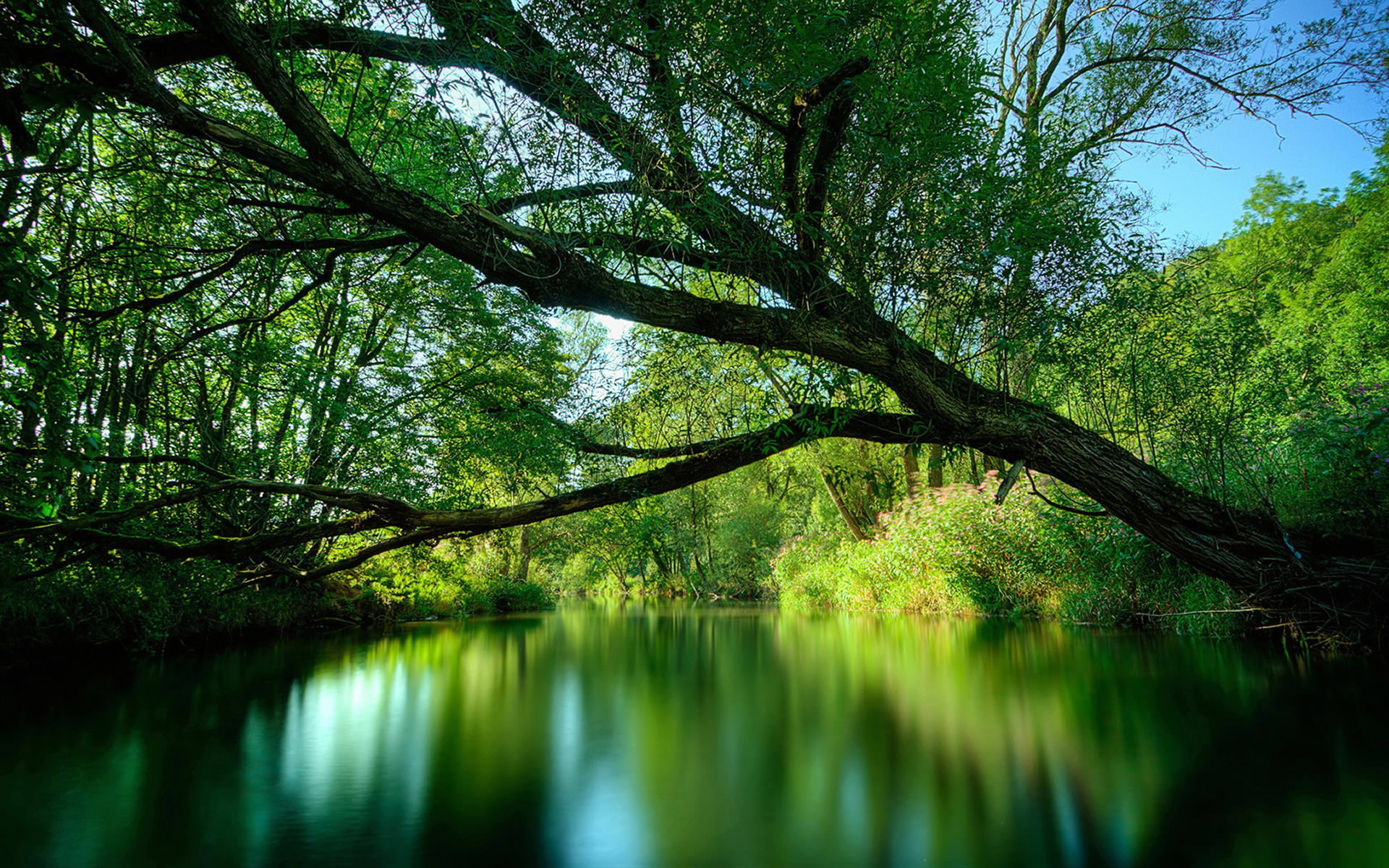 amazon-rainforest-wallpaper-high-definition-high-quality-widescreen