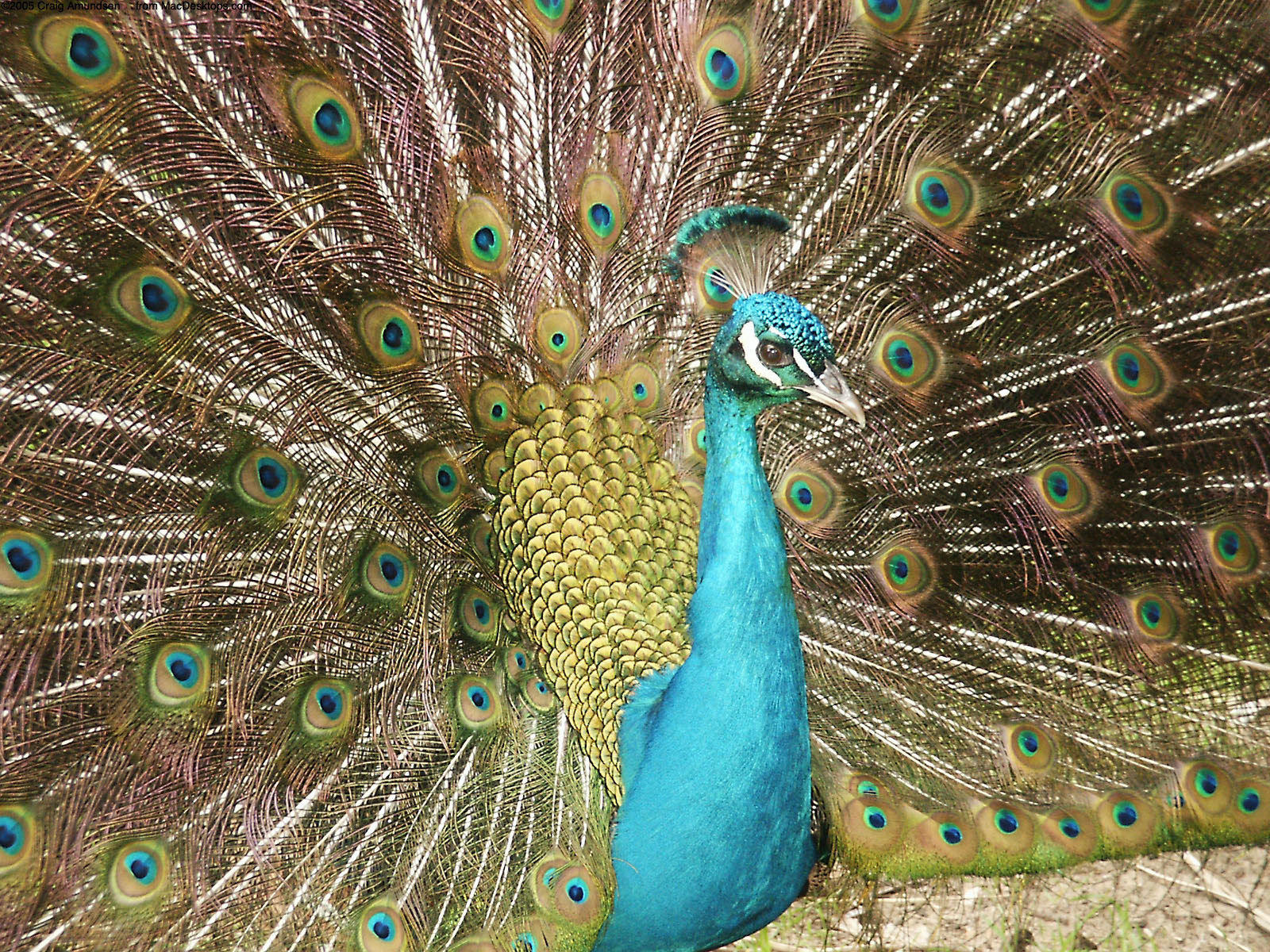 A Peacock - Wallpaper, High Definition, High Quality, Widescreen