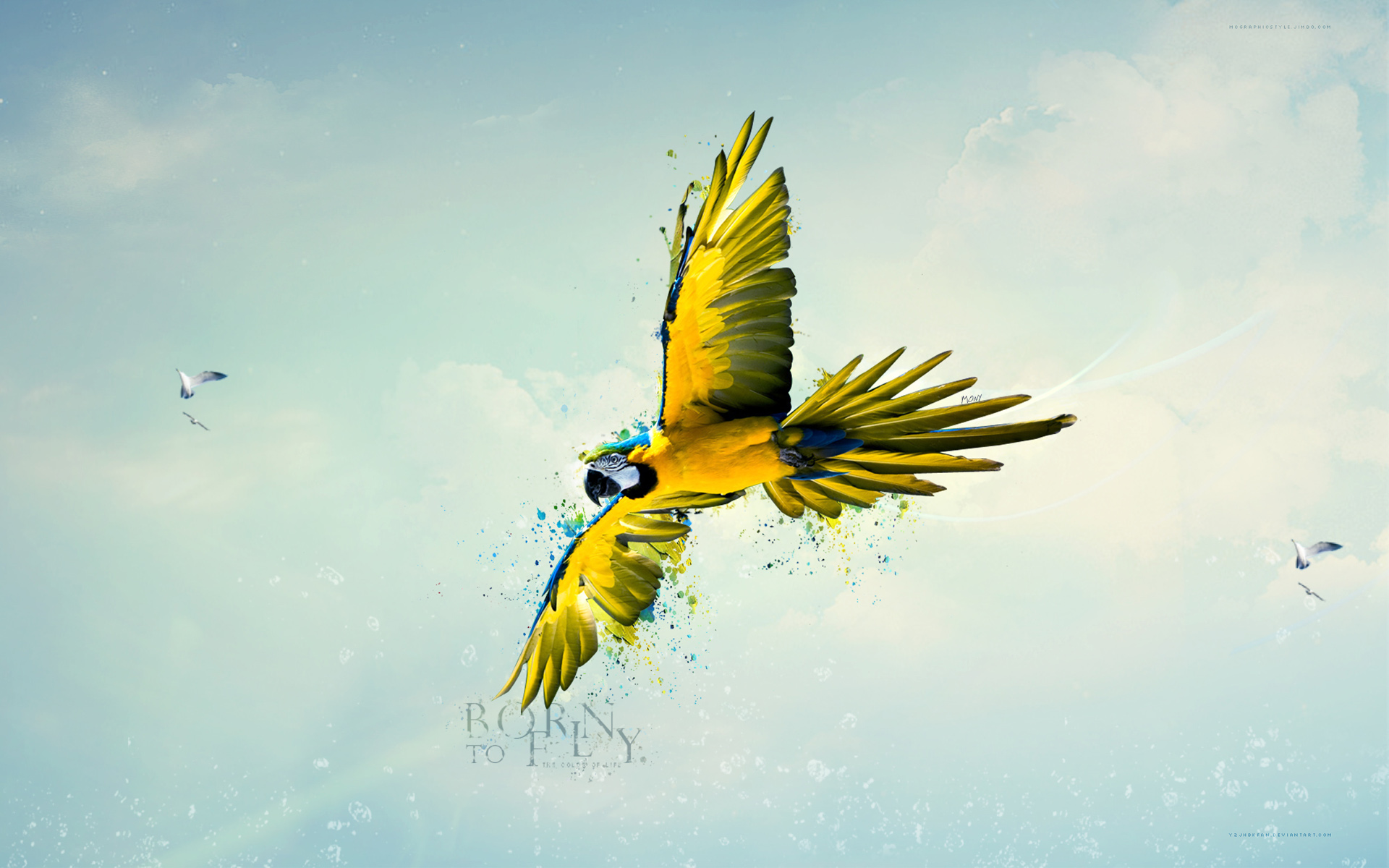 Born To Fly - Wallpaper, High Definition, High Quality, Widescreen