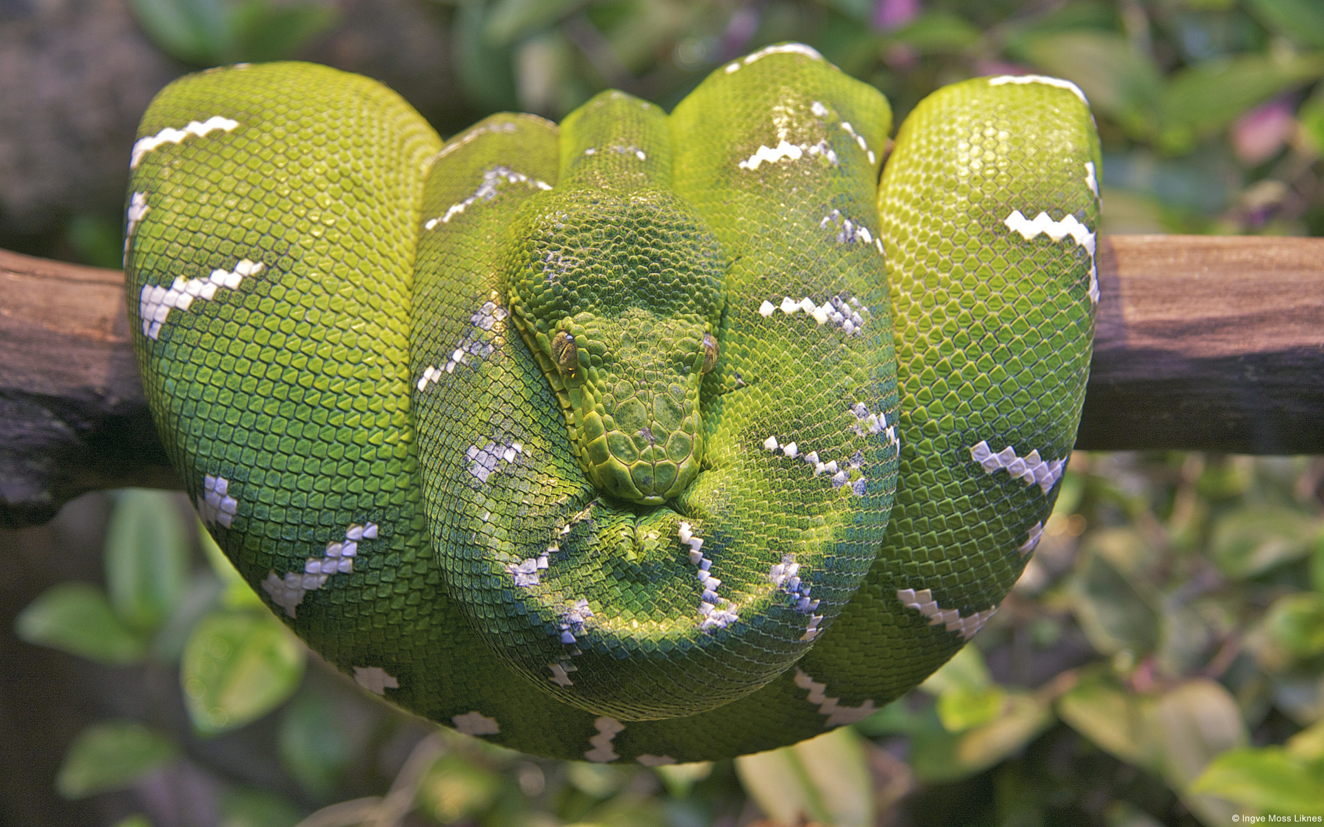 Emerald Tree Boa Snake Wallpaper High Definition High Quality 