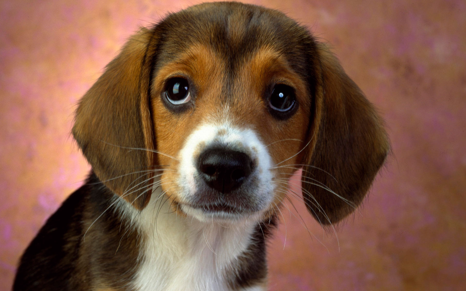 Blue Hair Beagle Puppy Rescue - wide 4