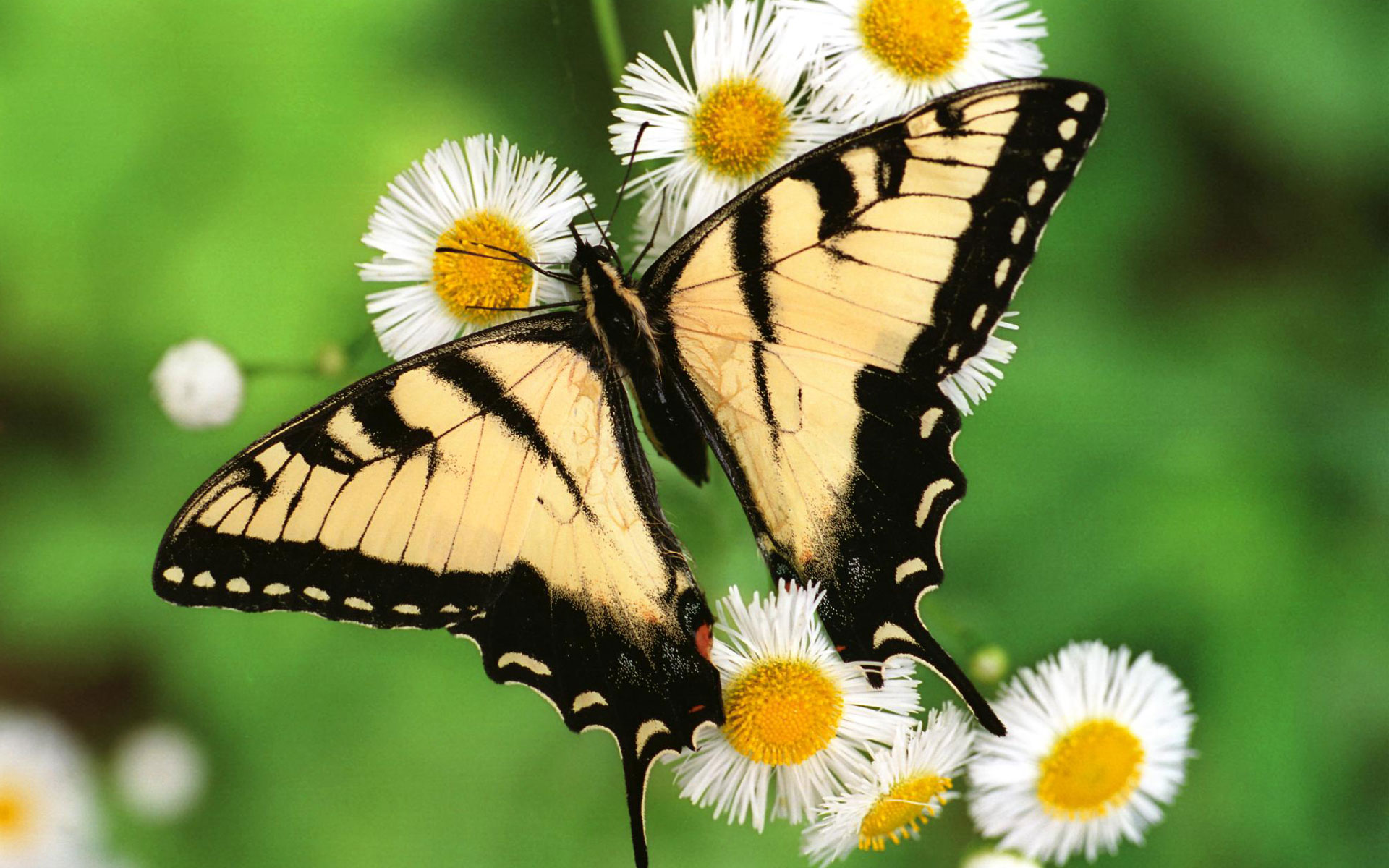 Tiger Swallowtail Butterfly - Wallpaper, High Definition, High Quality,  Widescreen