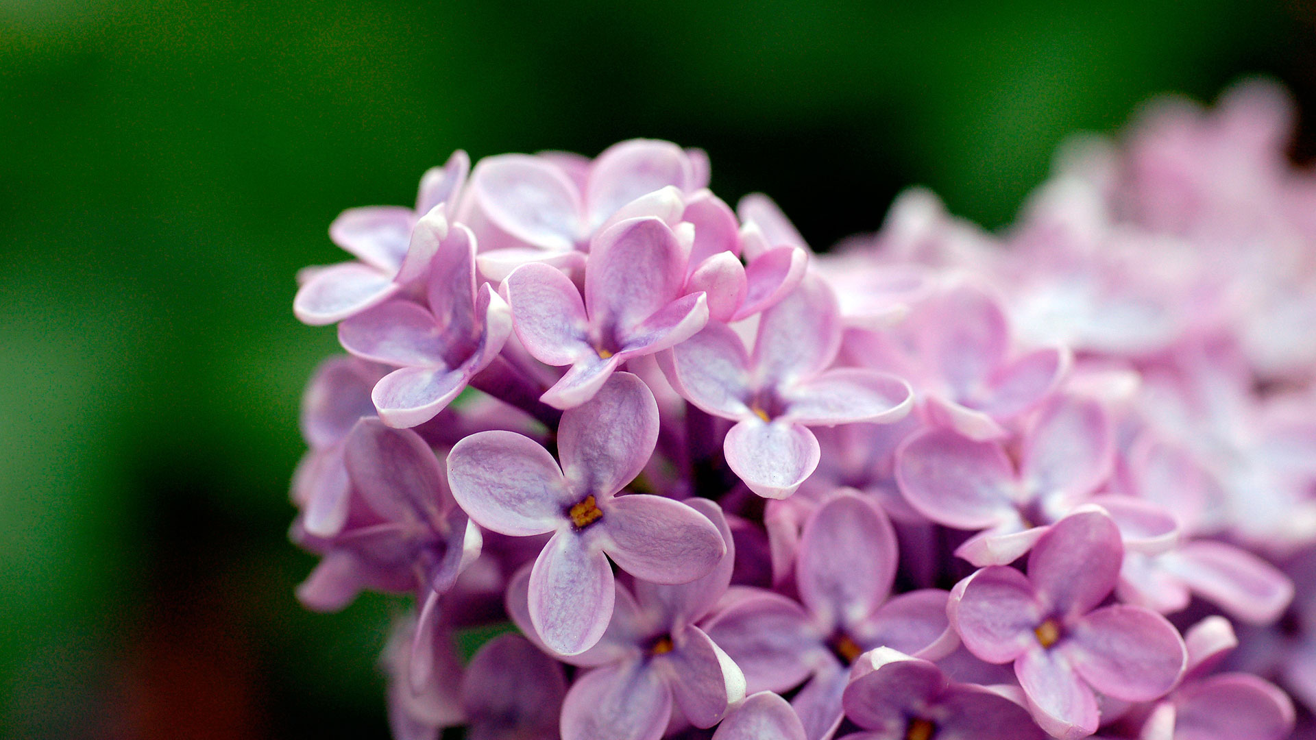 Light Purple Flowers - Wallpaper, High Definition, High Quality, Widescreen