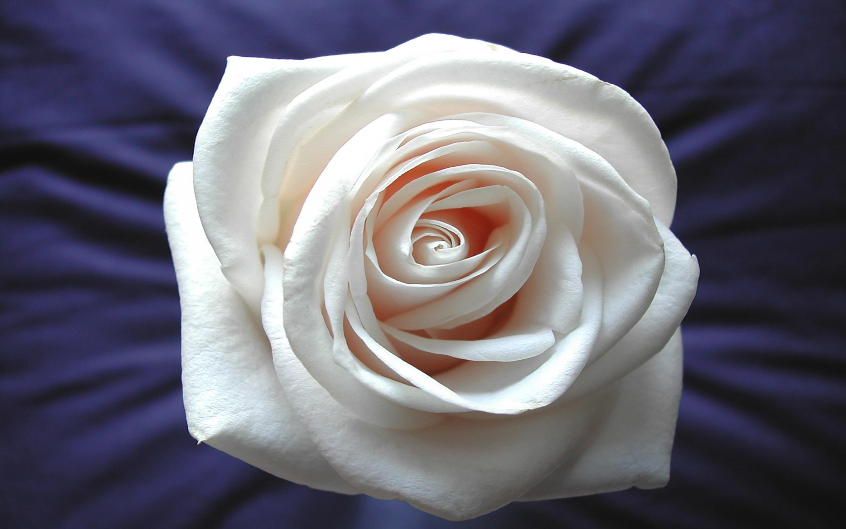 White Rose Desktop Wallpaper - Wallpaper, High Definition, High Quality, Widescreen