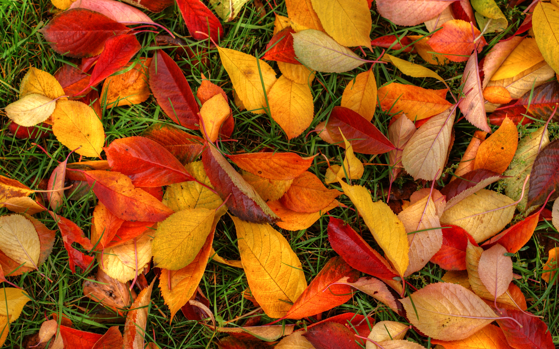 Autumn Leaves Desktop Wallpaper - Wallpaper, High Definition, High