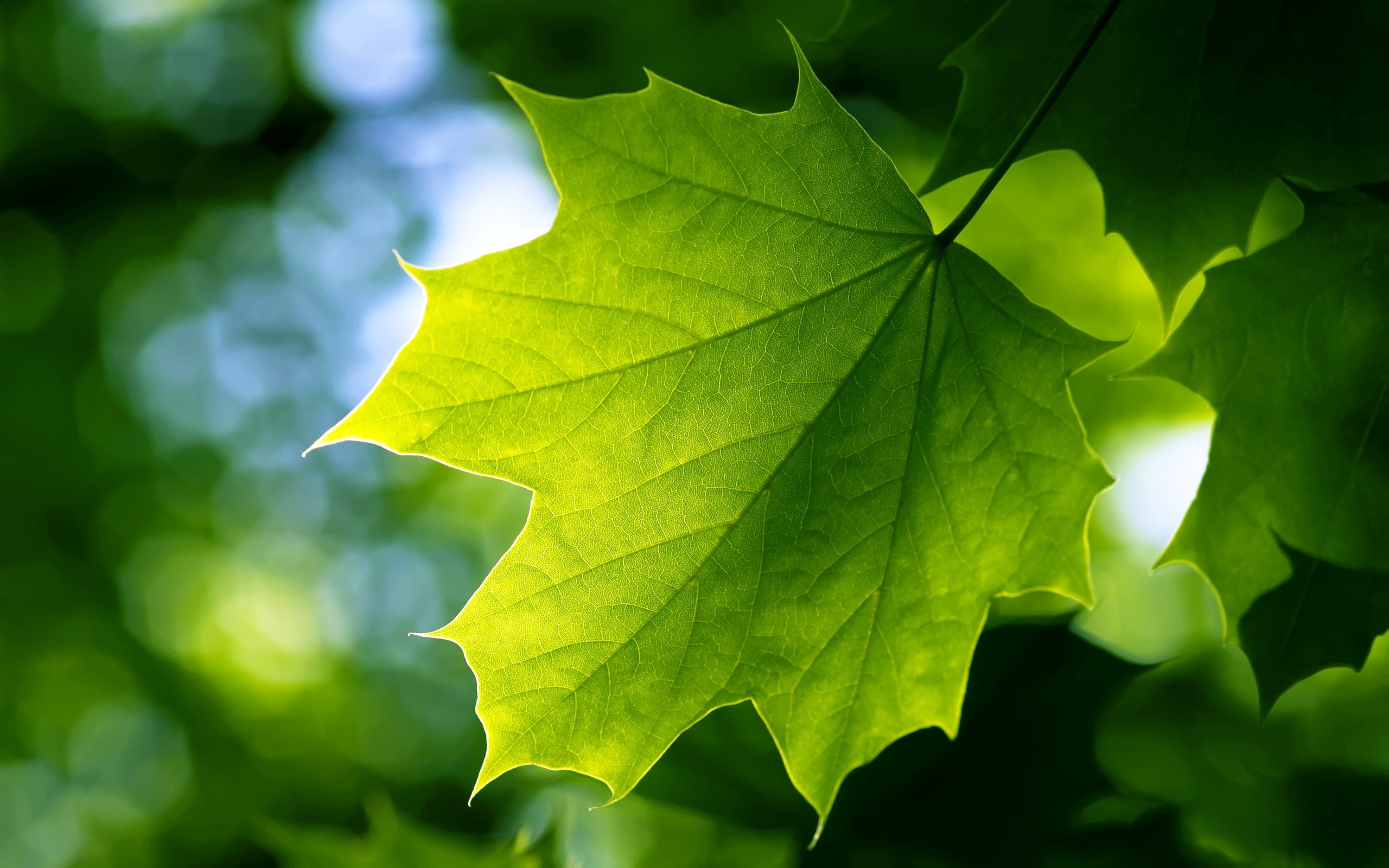 High-resolution Leaf Wallpaper