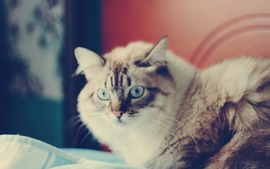 Blue Eyes Cat Pic