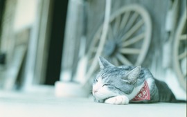 Cat Sleeping Photo