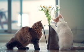 Cats Flowers