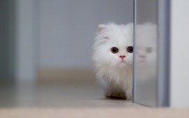 Furry Kitten
