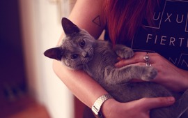 Gray Kitten Pic