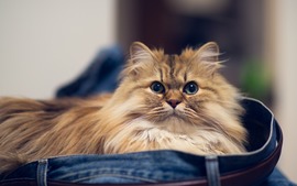 Longhair Cat Photo
