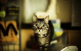 Lovely Cat Photo