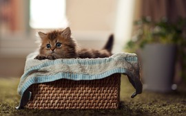 Lovely Kitten Basket Background