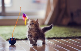 Lovely Kitten Playing